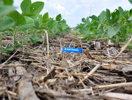 The NRCS I love Soil Health bracelet in corn residue with soybeans rows popping up beside it.