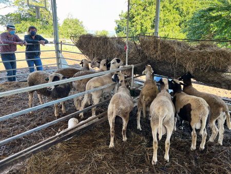 Farmers observe flock of sheep at Domenech Cattle Farm in Sabana Grande, PR, Dec 2021.