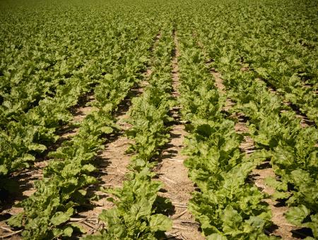 Sugar beets in a no-till cropping system in Carbon County, Montana