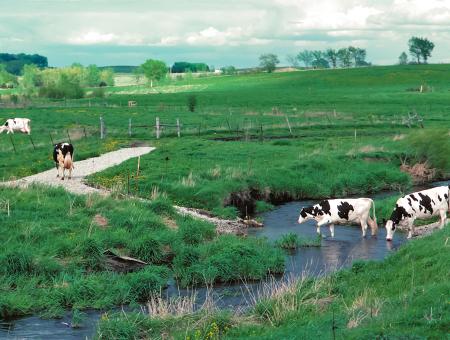 Cows crossing a stream in Iowa