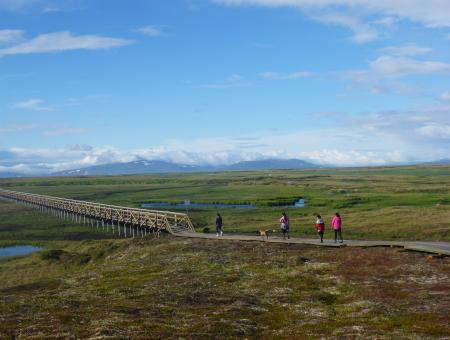 A wooden boardwalk trail project in rural Alaska helps protect nesting bird habitat while allowing for subsistence agriculture.