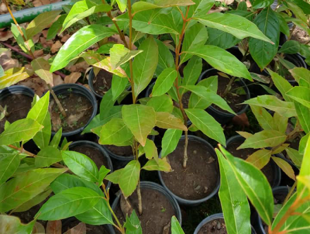 Fiddlewood tree seedlings delivered to Finca Rancho AA on 30 August 2019 as part of the Joint Chiefs project.