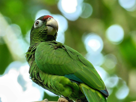 Puerto Rican parrot or Cotorra Puertorriqueña (Amazona vittata). Photo courtesy of U.S. Fish & Wildlife Service.