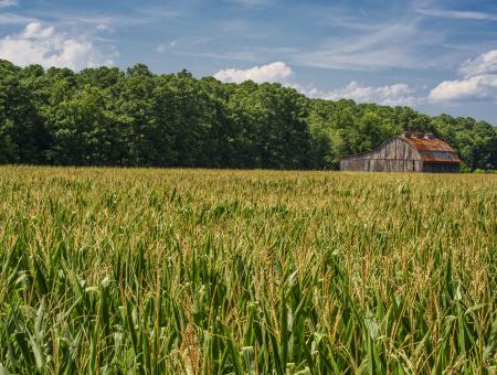 Corn in the foreground, with trees and a barn in the background and cloudy blue skies above.