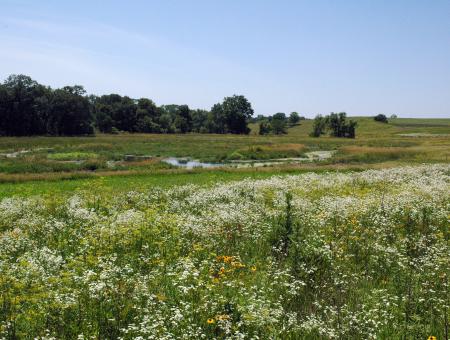 Wetlands, with blooming plants in the foreground and tress below blue skies in the background.
