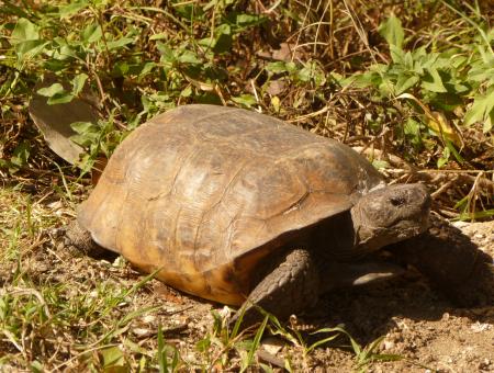 A gopher tortoise in vegetation.