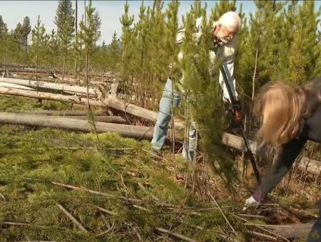 Landowners help with forest thinning.