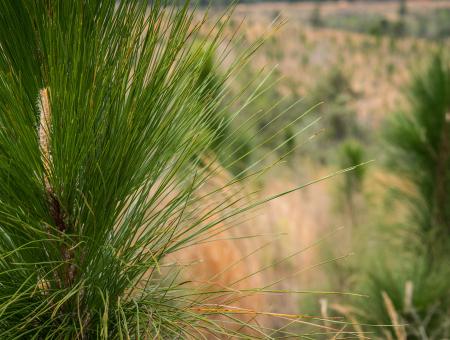 Young longleaf pine grow in a stand.