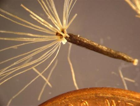 A magniied image of a single blazing star (Liatris sp.) seed.  The outer edge of a US penny is shown or scale.