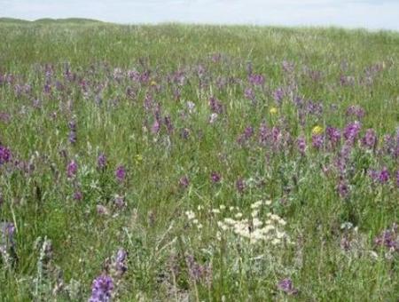 Landscape photo of a grassland with purple lupines, yellow and white wildflowers.