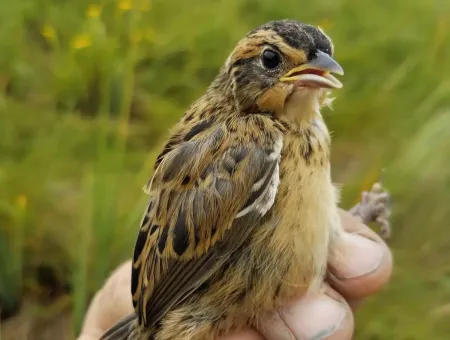 A saltmarsh sparrow held in a USFWS Biologist's hand in the field.