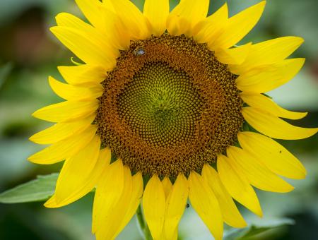 Sunflowers begin to bloom in the Western Montgomery County, McKee-Beshers Wildlife Management Areas, near Poolesville, Md. USDA photo by Preston Keres