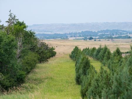 Ranch owners Frank and Jackie Mills utilized the U.S. Department of Agriculture USDA Natural Resources Conservation Service NRCS Windbreak Restoration Conservation Practice 650 to remove dead and dying trees from an existing windbreak, a.k.a. shelterbelt, and added rows of Junipers on their land in Crawford, NE, in the Great Plains region of the United States, on July 23, 2021. 

Their windbreak has a tall center row that was originally planted with elm and cedar trees from the 1950s. This row was filled in