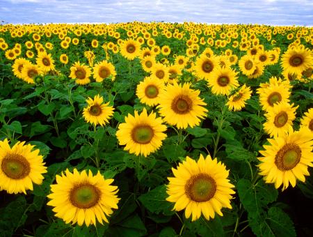 Sunflowers grow in field in Fargo, ND. USDA photo by Bruce Fritz.