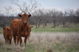 A red angus heifer at Halfmann Land and Livestock in Miles, Texas.
