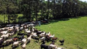 Fred Newhouse is moving his cattle between pastures for grazing purposes.