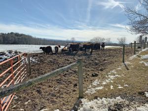 Before: Animal Concentration Area 