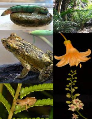 Six target species of the Arecibo RCPP - Sirajo goby, Palma de manaca, Matabuey, Cobana negra, Coqui llanero, and Puerto Rican crested toad (photos courtesy of USFWS)