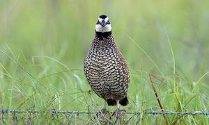 Bobwhite Quail