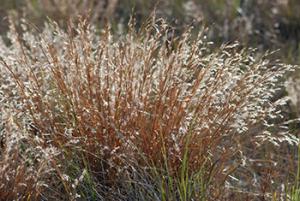 Dune Crest Germplasm coastal little bluestem with white fluffy seed heads glistening in the sunlight