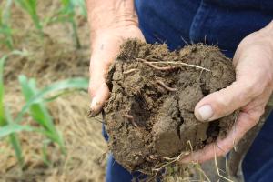 Producer holding soil clod