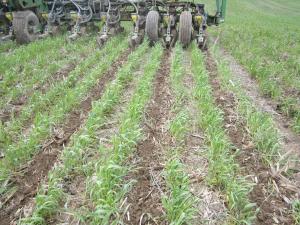 Corn grows on Greg Woll's farm in Indiana while he applies nutrients in the distance