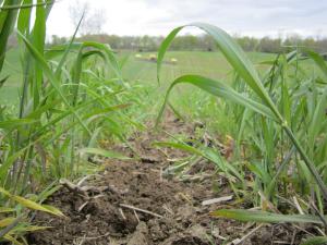 Corn grows on Greg Woll's farm in Indiana while he applies nutrients in the distance