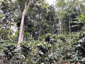 Shade coffee farm in Maricao, PR.