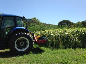 Tractor terminating sunflower cover crop in St. Croix, USVI