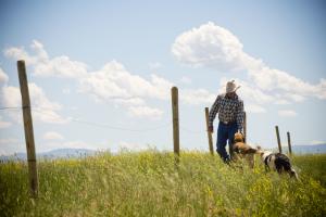 A rancher and his dogs check fence lines in open country.