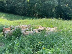 Goats in tall grasses