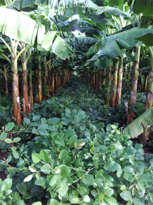 2018 CIG project from Bananera Fabre - plantains with Canavalia conservation cover.