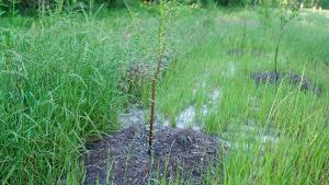 A new tree seedling planted on the channel bank after repairs are made in Harris County, Texas.