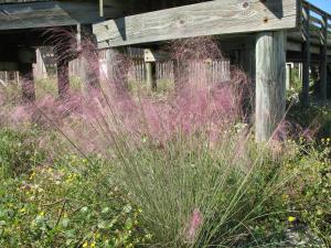 Sweetgrass - a historically important native grass for coastal conservation