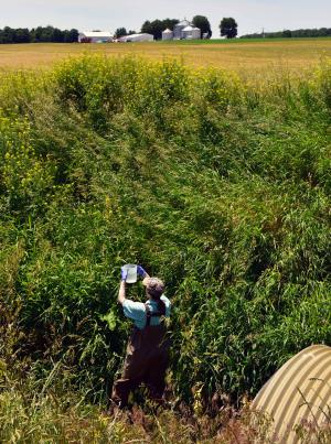 A woman take a water sample in the Shatto Ditch as part of an RCPP project