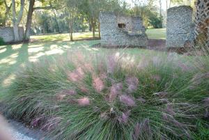 a sweetgrass planting 