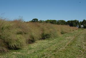 Timber Germplasm switchgrass is a high biomass producing selection for native forage or hay, to stabilize soil, and to improve water quality