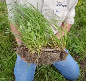Producer holding soil clod of annual ryegrass and crimson clover