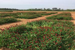Evaluation of crimson clover varieties