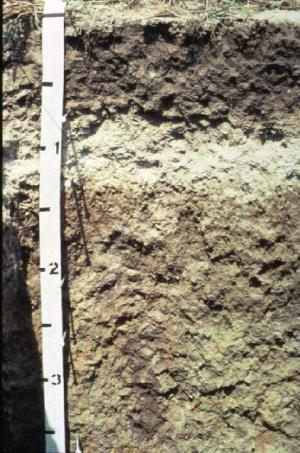 soil profile