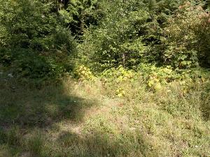 heavy forest