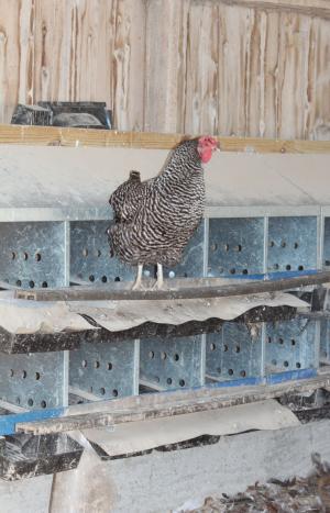 Chicken in coop