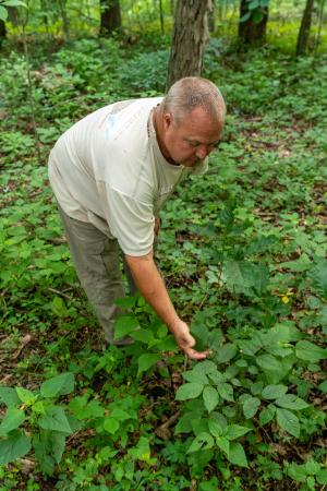 Louie Lane inspects an oak sapling growing in his forest land in Oldenburg, IN after the removal of autumn olive.