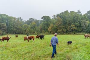 Jerry Bates checks on his cows grazing at his beef cattle operation in Cloverdale, IN