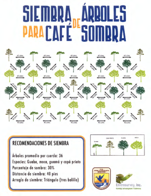 Siembra de Árboles para Café de Sombra - Tree Planting for Shade Coffee