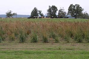 Native grass field with cattle in the background below the horizon