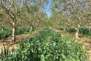 Walnut grove with mixed cover crop species planted between the rows of walnut trees