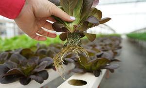 Asian vegetables are grown in a hydroponic system at Denise Farms near Commerce, Texas.