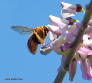 Carpenter bee, St. John, USVI. Photo by Gail Karlsson.
