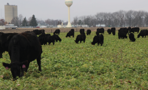 cows in pasture